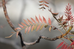 Pseudosmodingium andrieuxii