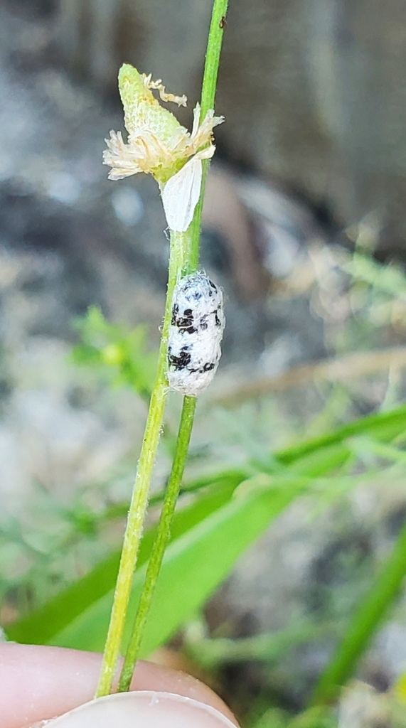 Charops in June 2023 by Sarah DiGiorgio. On chamomile · iNaturalist