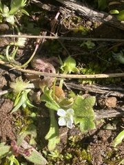 Nemophila spatulata