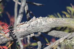 Pseudosmodingium andrieuxii