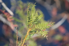 Pseudosmodingium andrieuxii