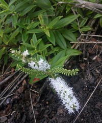 Veronica pubescens