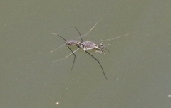 Halobates zephyrus