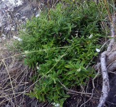 Veronica pubescens