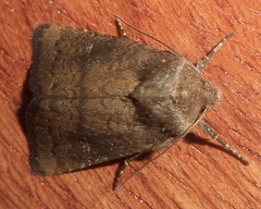 Noctuinae