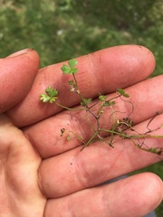 Hydrocotyle tripartita