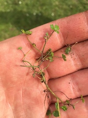 Hydrocotyle tripartita
