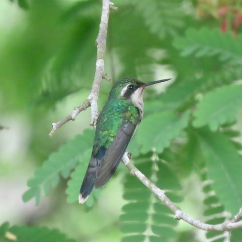 Golden-crowned Emerald (Cynanthus auriceps)