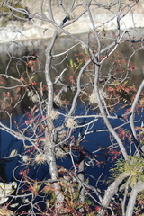 Pseudosmodingium andrieuxii