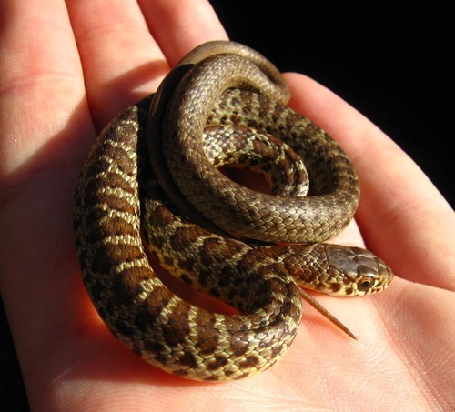 iNaturalist observation photo of Western Yellow-bellied Racer