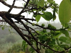 Ficus prolixa
