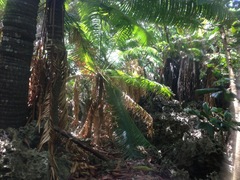 Cycas micronesica