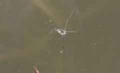 Halobates zephyrus