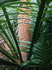 Cycas micronesica