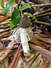 Phallus indusiatus
