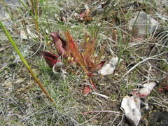 Drosera linearis