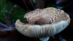 Lepiota carinii