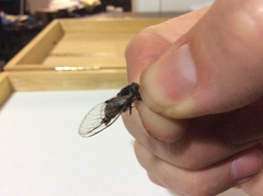 Popplepsalta notialis