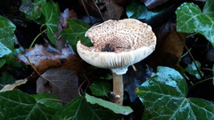 Lepiota carinii