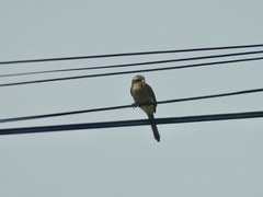 Lanius corvinus