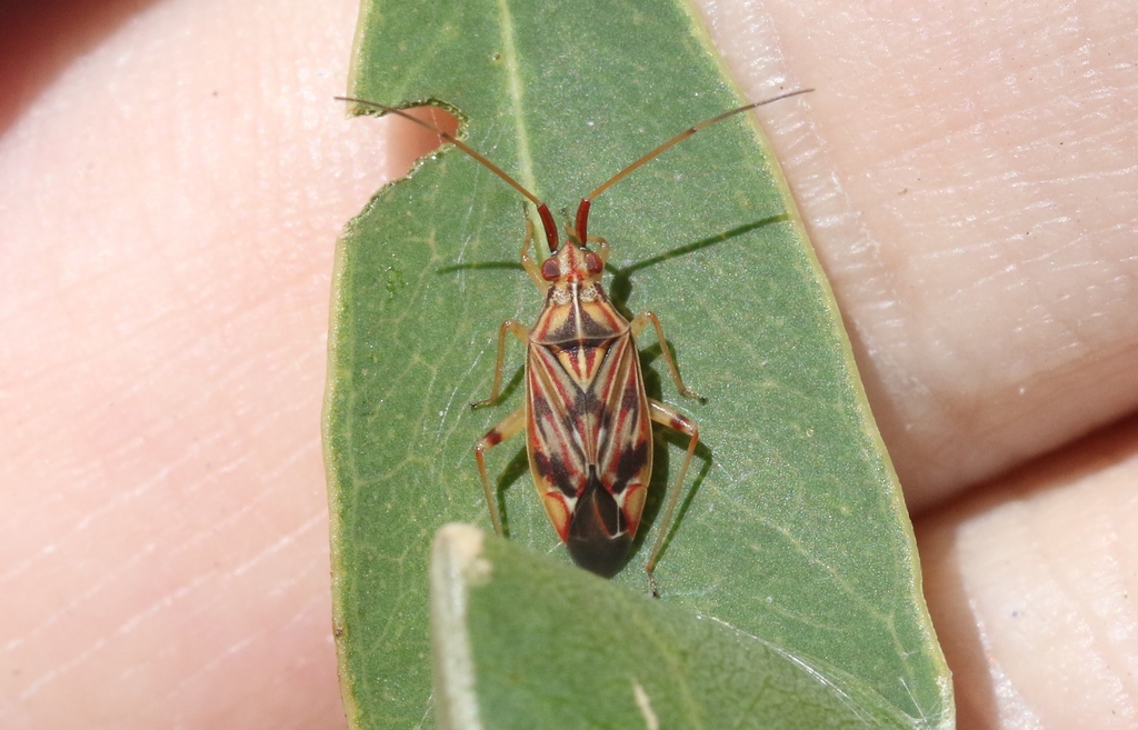 Zanessa rubrovariegata