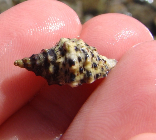 Haustrum scobina
