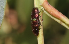 Diphucrania albosparsa