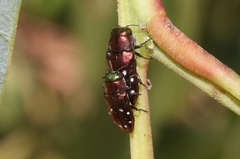 Diphucrania albosparsa