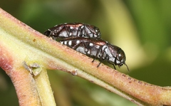 Diphucrania albosparsa