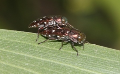 Diphucrania albosparsa