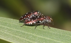 Diphucrania albosparsa