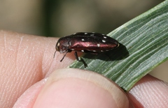 Diphucrania albosparsa