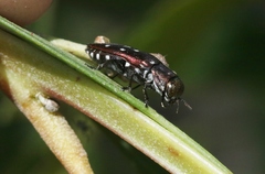 Diphucrania albosparsa