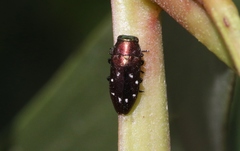 Diphucrania albosparsa