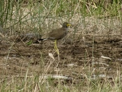 Vanellus senegallus