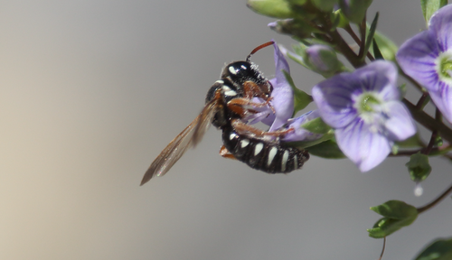 Psaenythia interrupta