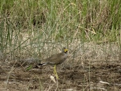 Vanellus senegallus