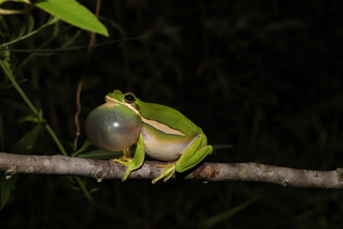 Green Treefrog photographed in Arkansas