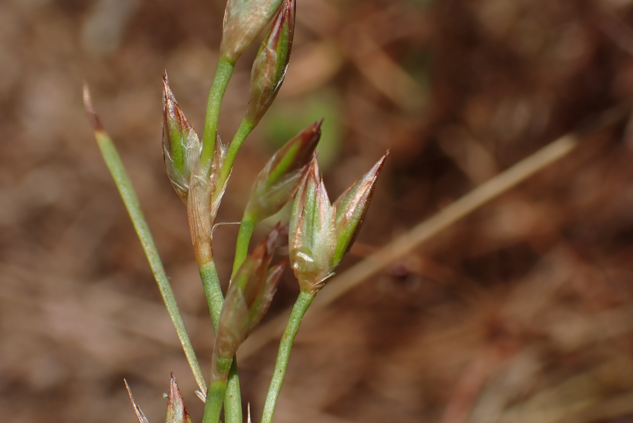 Juncus macrophyllus