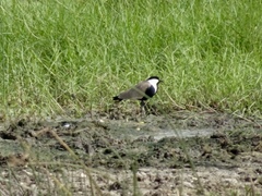 Vanellus spinosus
