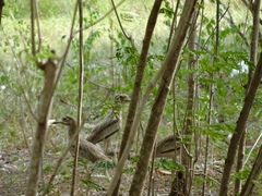 Burhinus senegalensis