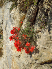 Castilleja scabrida scabrida