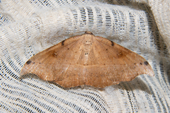 Sarisa muriferata