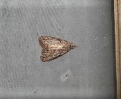 Nola pleurosema