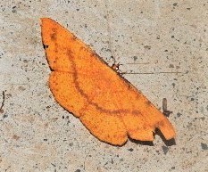 Eumelea rosalia