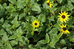 Helianthus debilis