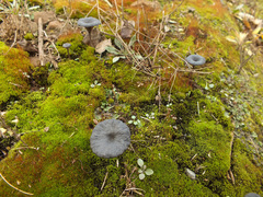 Entoloma rusticoides