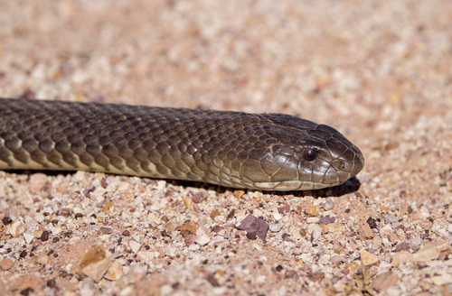 Mulga Snake sighting