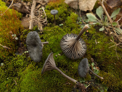 Entoloma rusticoides