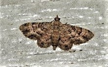 Gymnoscelis lophopus